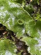 Image of Marchantia polymorpha subsp. montivagans Bischl. & Boissel.-Dub.