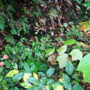 Image of largeleaf goldenrod