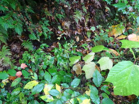 Image de Solidago macrophylla Banks ex Pursh