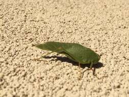 Image of California Angle-wing Katydid