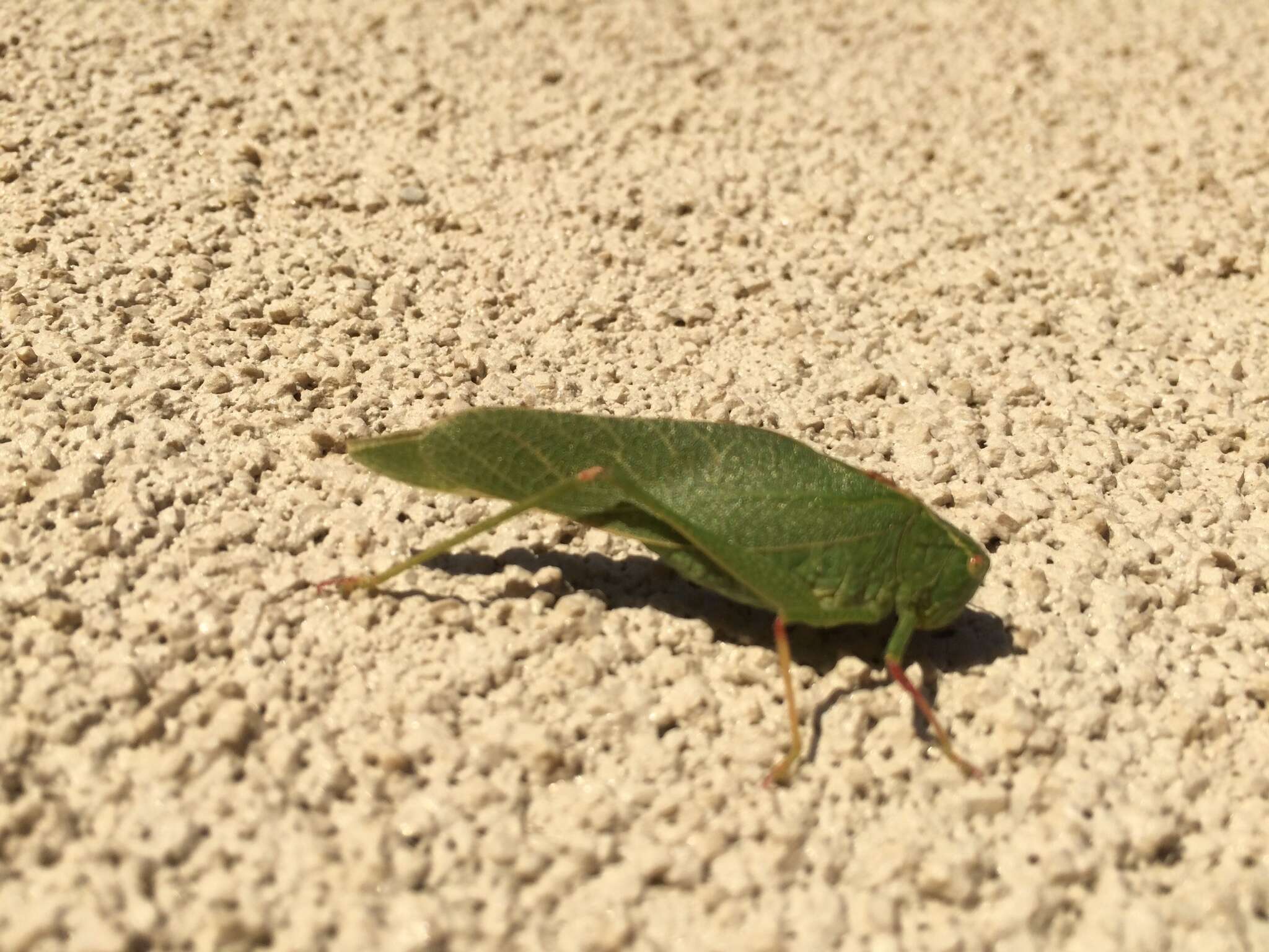 Image of California Angle-wing Katydid