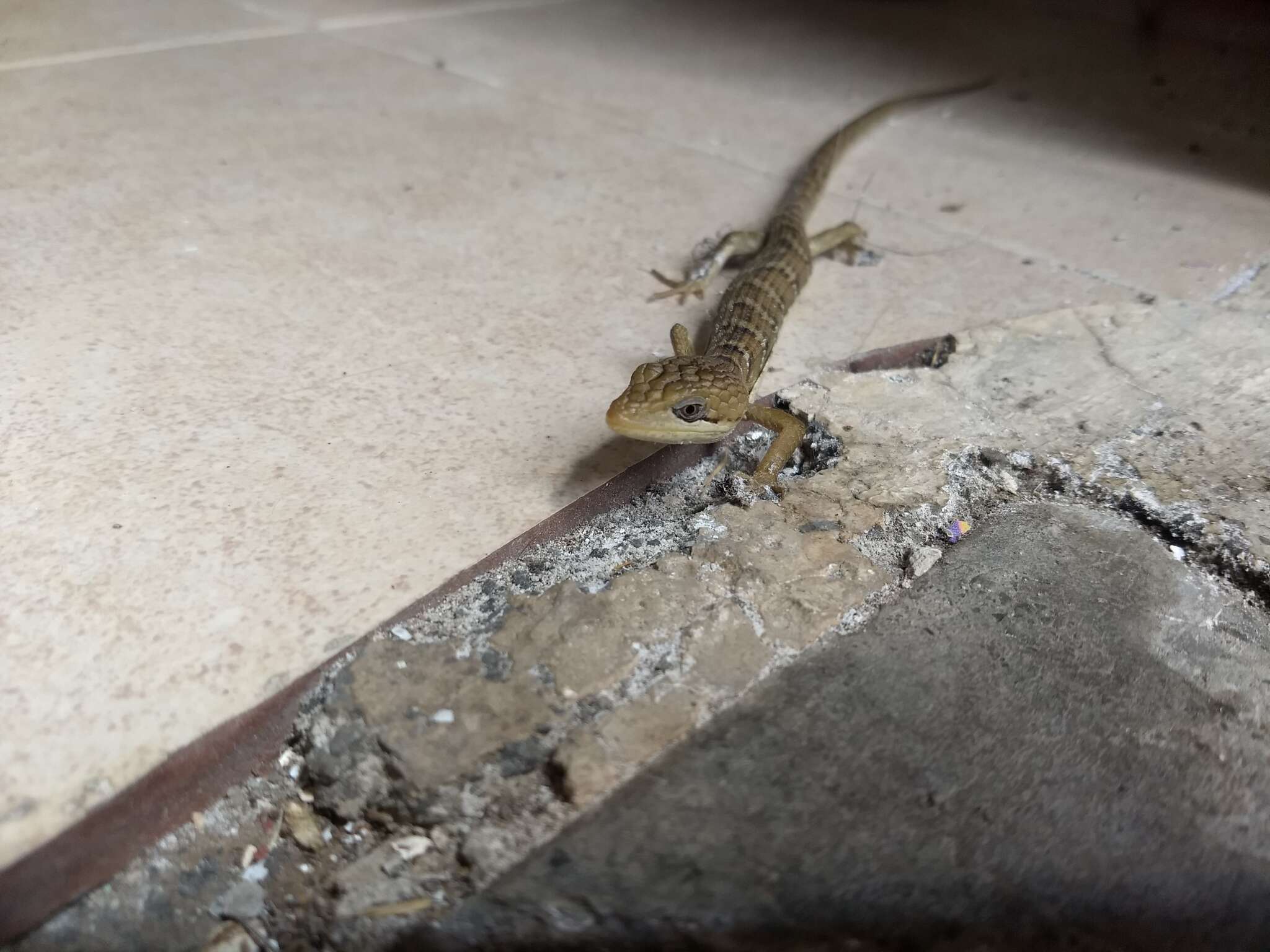 Image of Texas Alligator Lizard