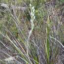 Image of Granite sun orchid