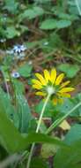 Sivun Acmella oppositifolia (Lam.) R. K. Jansen kuva