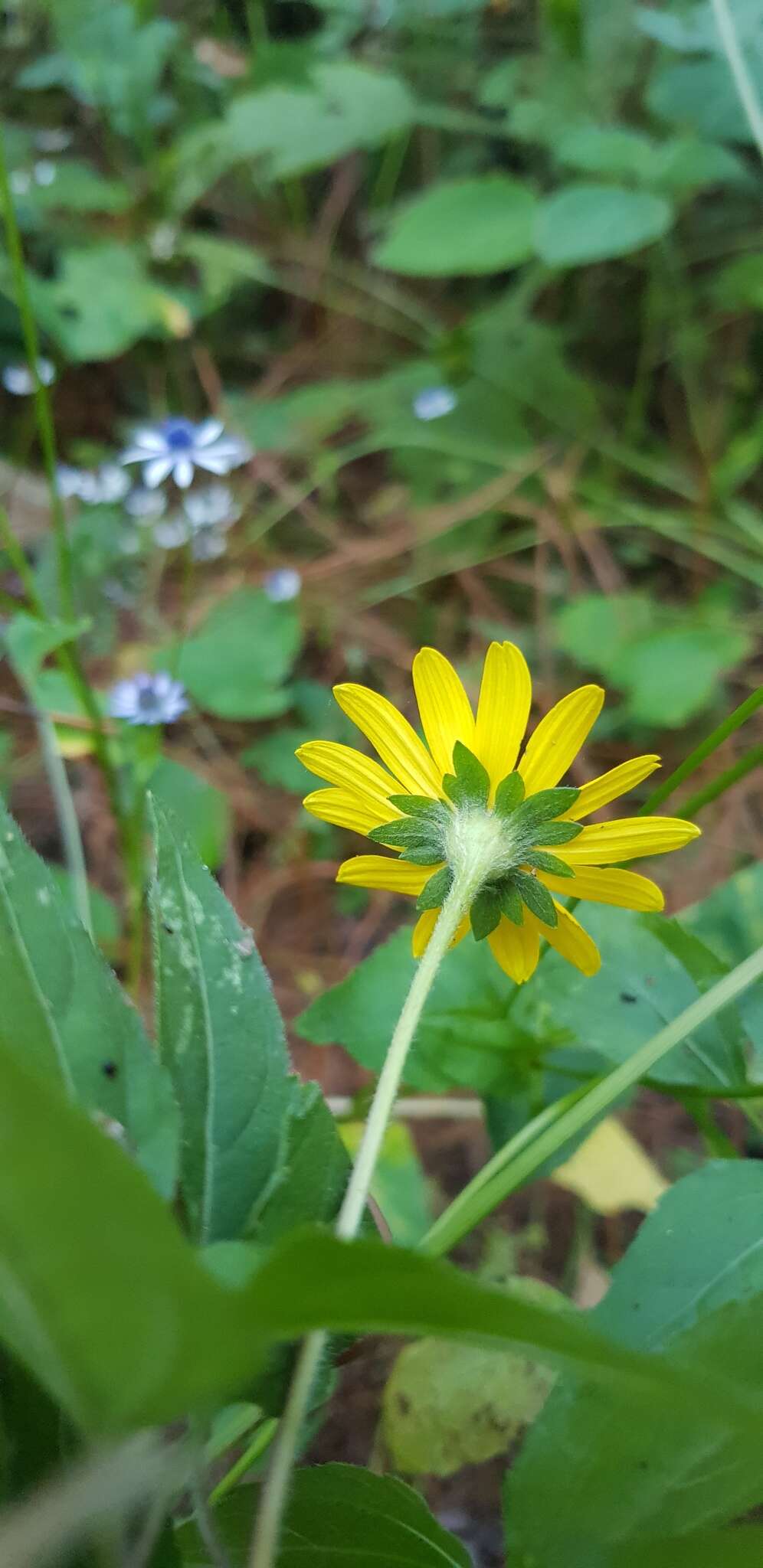 Sivun Acmella oppositifolia (Lam.) R. K. Jansen kuva