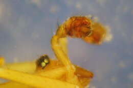 Sivun Lännenriippuhämähäkki kuva