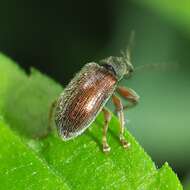 Plancia ëd Phyllobius (Nemoicus) oblongus (Linnaeus 1758)