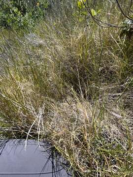 Imagem de Muhlenbergia utilis (Torr.) Hitchc.