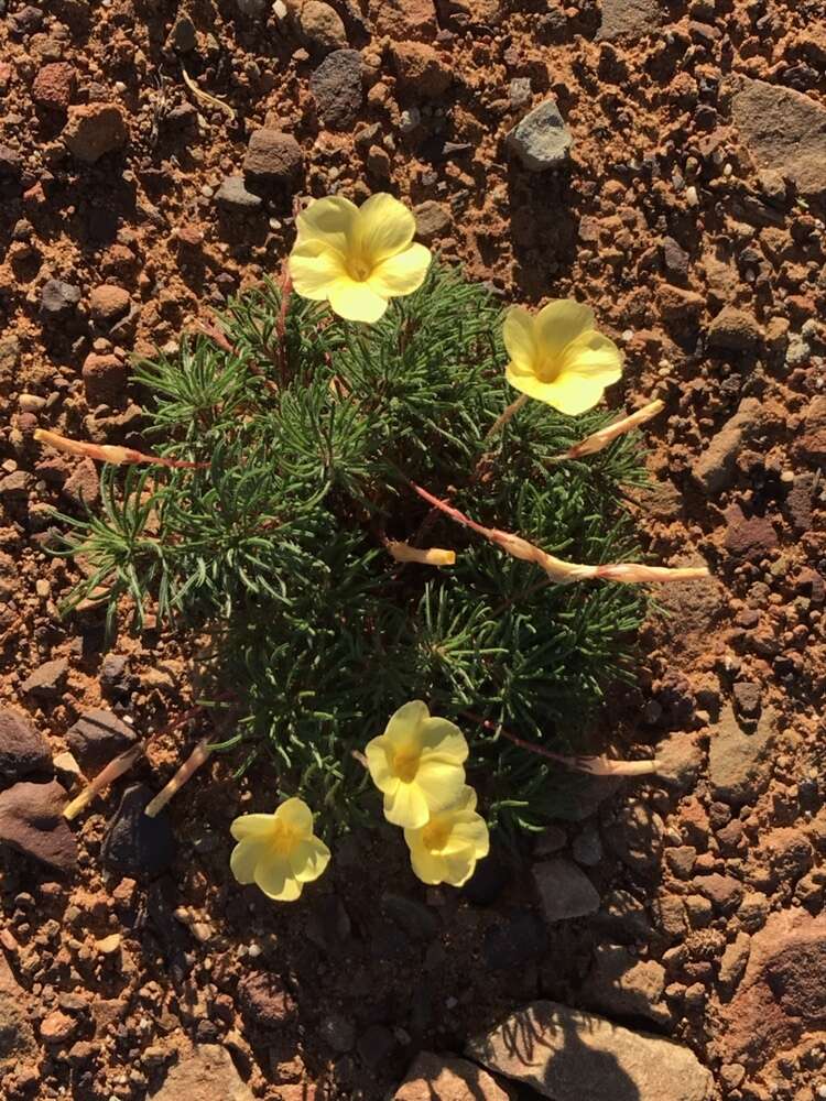 Image of Oxalis grammophylla Salter