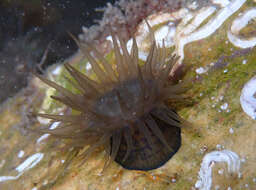 Image of Girdle anemone