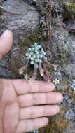 Image of Sedum alamosanum S. Wats.