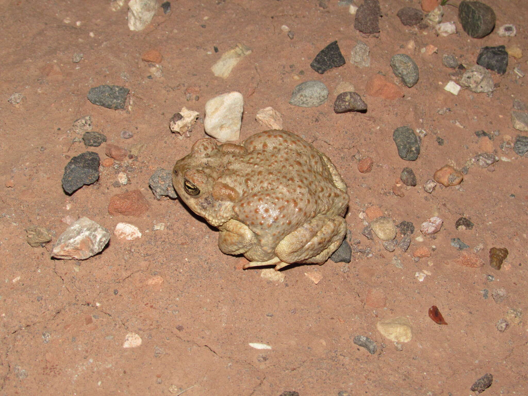 Image of southwestern toad