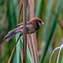 Image of Black-breasted Parrotbill