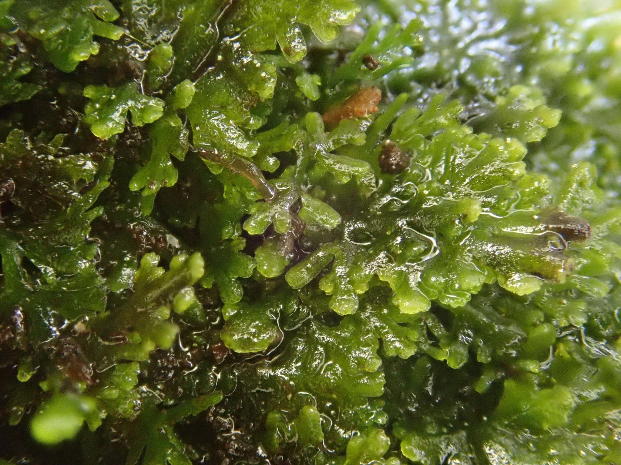 Слика од Riccardia multifida (L.) Gray