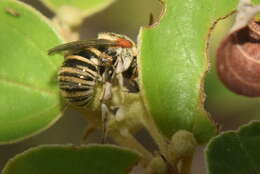 Image of Pseudapis oxybeloides (Smith 1875)