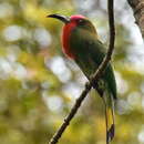 Image of Red-bearded Bee-eater