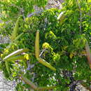Image of Strophanthus amboensis (Schinz) Engl. & Pax