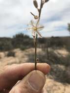 Image of Chlorophytum viscosum Kunth