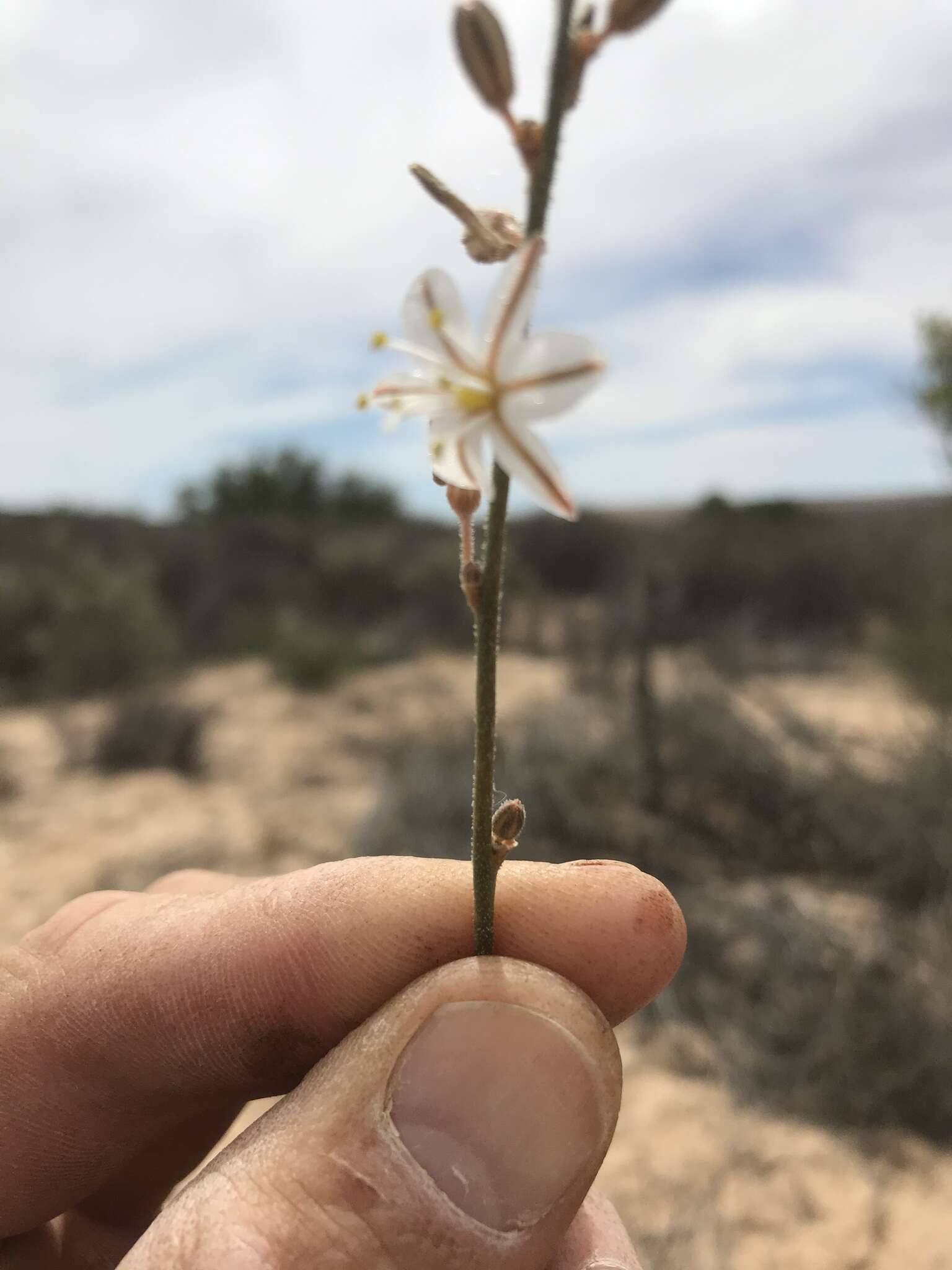 Image of Chlorophytum viscosum Kunth