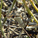 Image of Bernier's Striped Snake