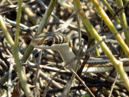 Image of Dromicodryas Boulenger 1893