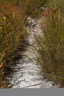 Image of Cape grass lizard