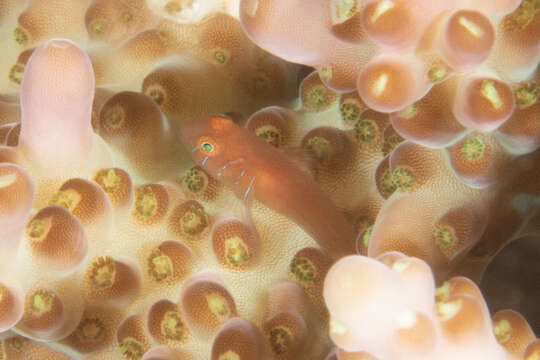 Image of Five-bar coral goby