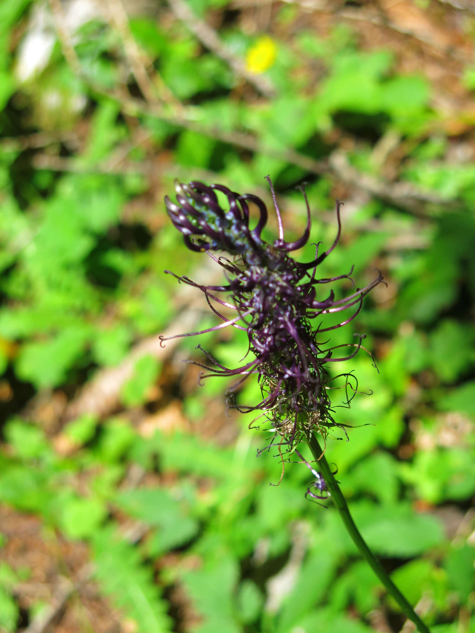 Image of Phyteuma ovatum Honck.