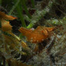 Image of brown glass shrimp