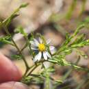Image of serpentine aster