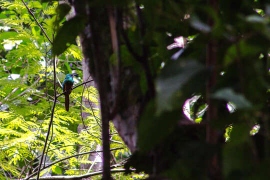 Image of Bluish-fronted Jacamar