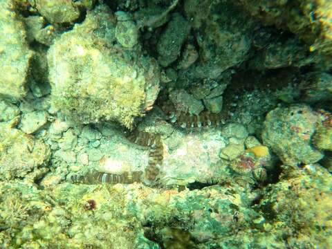 Image of Lion's Paw Sea Cucumber