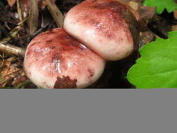 Image of Hygrophorus russula (Schaeff. ex Fr.) Kauffman 1918