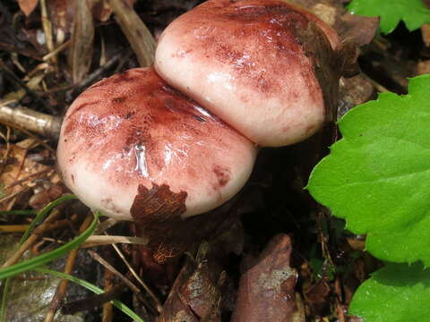 Image of Hygrophorus russula (Schaeff. ex Fr.) Kauffman 1918