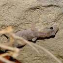 Image of European Leaf-toed Gecko