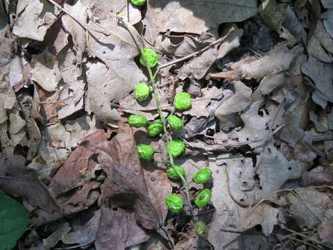 Слика од Toxicodendron vernicifluum (Stokes) F. A. Barkley