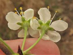 Imagem de Prunus gracilis Engelm. & Gray