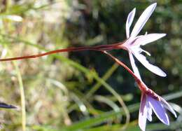 Image of Hesperantha pilosa (L. fil.) Ker Gawl.