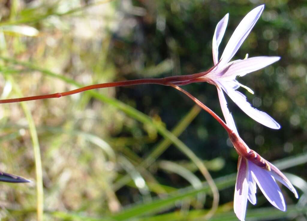 Image of Hesperantha pilosa (L. fil.) Ker Gawl.