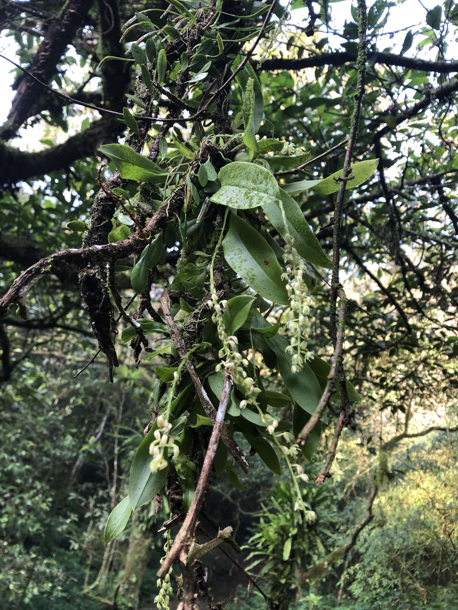 Image of Liparis elliptica Wight