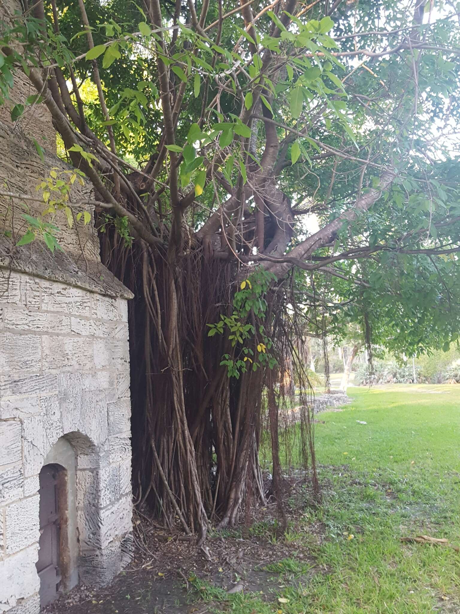 Imagem de Ficus aurea Nutt.