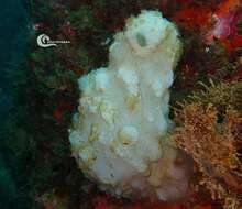 Image of white sea-squirt