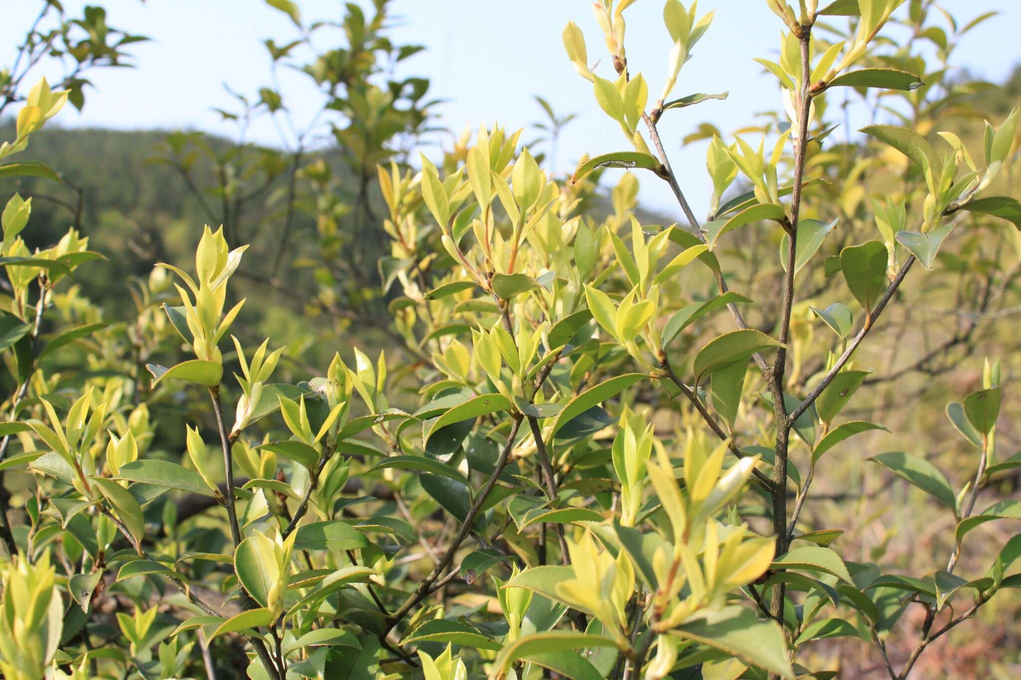 Image of Camellia oleifera Abel.