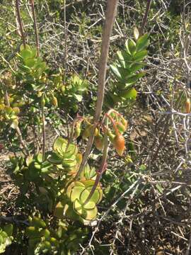 Image of Cotyledon adscendens R. A. Dyer