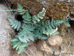 Plancia ëd Cheilanthes eckloniana (Kunze) Mett.