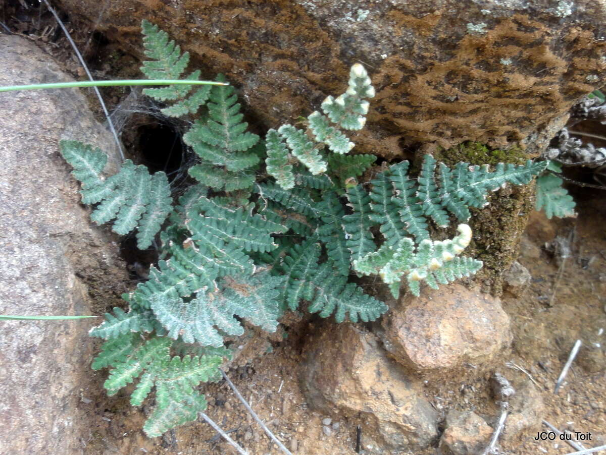 Image of Cheilanthes eckloniana (Kunze) Mett.