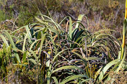 Image of Tetraria thermalis (L.) C. B. Clarke