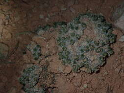 Image of Red Canyon buckwheat