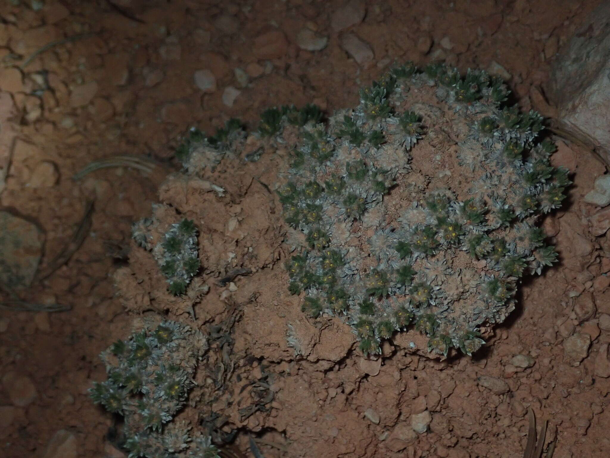 Image of Red Canyon buckwheat