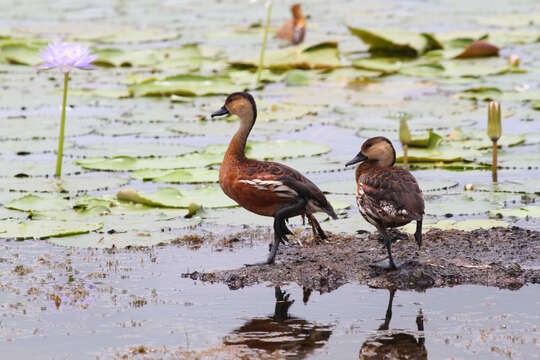 Image of Wandering Whistling Duck